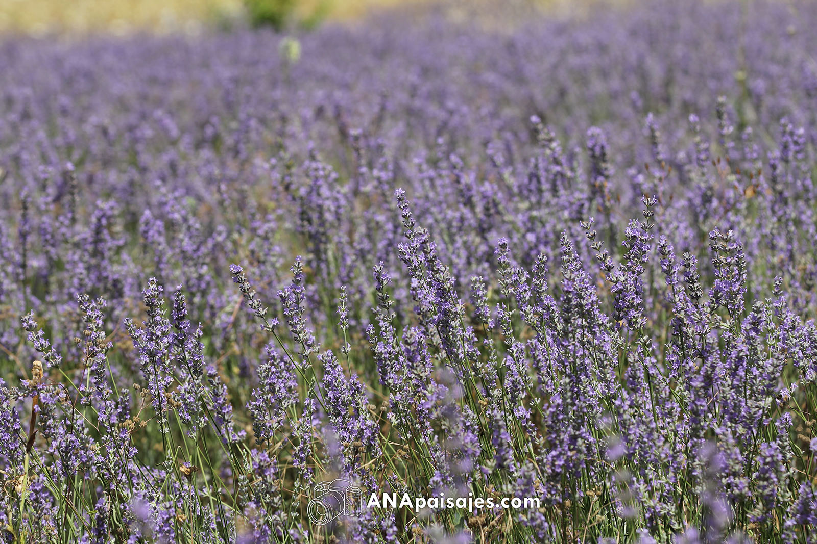 Campos de Lavanda